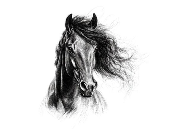 Download 10 Wild Horse Portrait Pencil Sketch Set - Sketch Collection